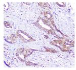 SQSTM1 Antibody in Immunohistochemistry (Paraffin) (IHC (P))