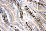 NRG1 Antibody in Immunohistochemistry (Frozen) (IHC (F))