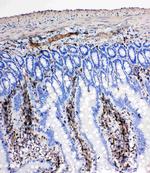 NRG1 Antibody in Immunohistochemistry (Paraffin) (IHC (P))