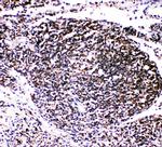 TRAF4 Antibody in Immunohistochemistry (Paraffin) (IHC (P))