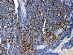 TRAF4 Antibody in Immunohistochemistry (Paraffin) (IHC (P))