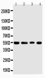 TRAF4 Antibody in Western Blot (WB)