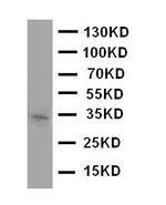 Aquaporin 10 Antibody in Western Blot (WB)