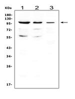 Cdc5L Antibody in Western Blot (WB)