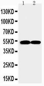 FLI1 Antibody in Western Blot (WB)