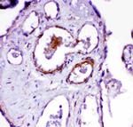 ACE Antibody in Immunohistochemistry (Paraffin) (IHC (P))