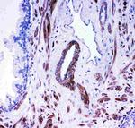 ACE Antibody in Immunohistochemistry (Paraffin) (IHC (P))