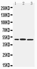 IRF8 Antibody in Western Blot (WB)