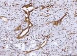 COX1 Antibody in Immunohistochemistry (Paraffin) (IHC (P))