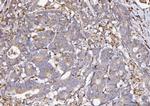 COX1 Antibody in Immunohistochemistry (Paraffin) (IHC (P))