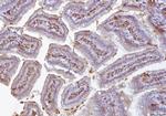 COX1 Antibody in Immunohistochemistry (Paraffin) (IHC (P))