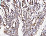 COX1 Antibody in Immunohistochemistry (Paraffin) (IHC (P))