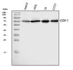 COX1 Antibody in Western Blot (WB)