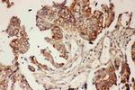 CNTF Antibody in Immunohistochemistry (Paraffin) (IHC (P))