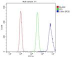 Cofilin Antibody in Flow Cytometry (Flow)