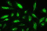 Cofilin Antibody in Immunocytochemistry (ICC/IF)