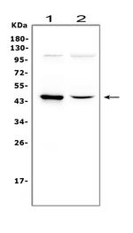 WNT5A Antibody in Western Blot (WB)