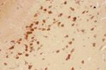 BDNF Antibody in Immunohistochemistry (Paraffin) (IHC (P))