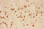 BDNF Antibody in Immunohistochemistry (Paraffin) (IHC (P))