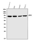 IKK alpha Antibody in Western Blot (WB)