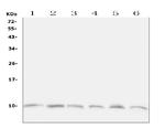 Ubiquitin B Antibody in Western Blot (WB)