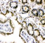 Ubiquitin B Antibody in Immunohistochemistry (Paraffin) (IHC (P))