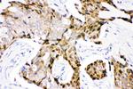 Ubiquitin B Antibody in Immunohistochemistry (Paraffin) (IHC (P))