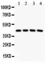 SIRT3 Antibody in Western Blot (WB)