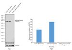 gamma Catenin Antibody