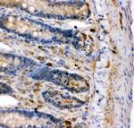 KCNMA1 Antibody in Immunohistochemistry (Paraffin) (IHC (P))