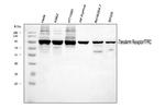 Transferrin Receptor Antibody in Western Blot (WB)