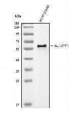 Fetuin A Antibody in Western Blot (WB)