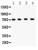 KV4.1 (KCND1) Antibody in Western Blot (WB)