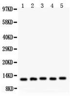 MIF Antibody in Western Blot (WB)