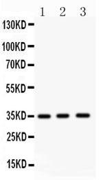 Nkx2.5 Antibody in Western Blot (WB)