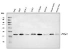 PIN1 Antibody in Western Blot (WB)