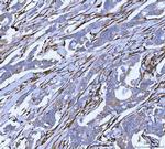 SERPINH1 Antibody in Immunohistochemistry (Paraffin) (IHC (P))