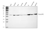 SERPINH1 Antibody in Western Blot (WB)