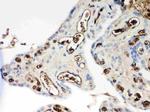 APOE Antibody in Immunohistochemistry (Paraffin) (IHC (P))