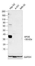 APOE Antibody