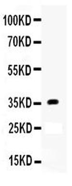 APOE Antibody in Western Blot (WB)