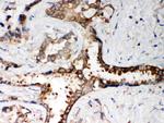 PP2A alpha Antibody in Immunohistochemistry (Paraffin) (IHC (P))