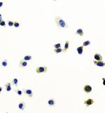 PRDX6 Antibody in Immunocytochemistry (ICC/IF)