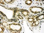 PRDX6 Antibody in Immunohistochemistry (Paraffin) (IHC (P))