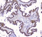 PRDX6 Antibody in Immunohistochemistry (Paraffin) (IHC (P))