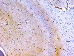 PRDX6 Antibody in Immunohistochemistry (Paraffin) (IHC (P))