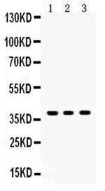 SIRT6 Antibody in Western Blot (WB)