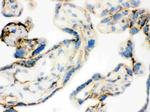 TGM2 Antibody in Immunohistochemistry (Frozen) (IHC (F))