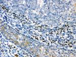 XBP1 Antibody in Immunohistochemistry (Paraffin) (IHC (P))