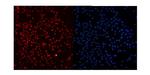 Ku80 Antibody in Immunocytochemistry (ICC/IF)